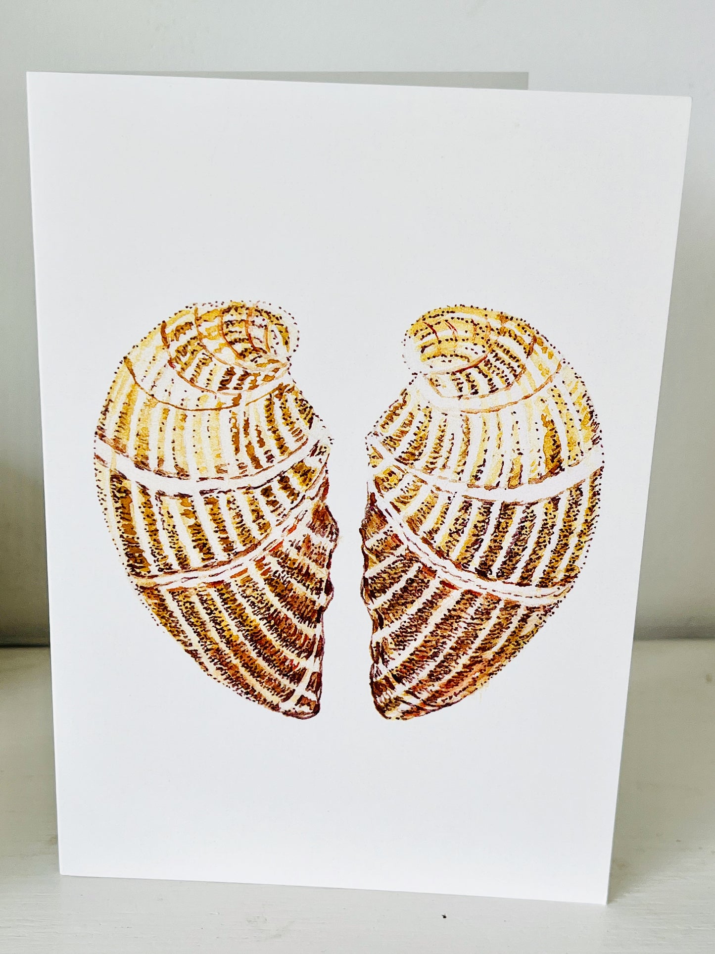 Shells greeting cards set of three.