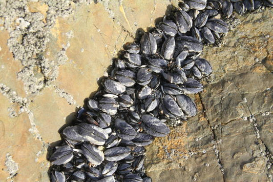 mussels