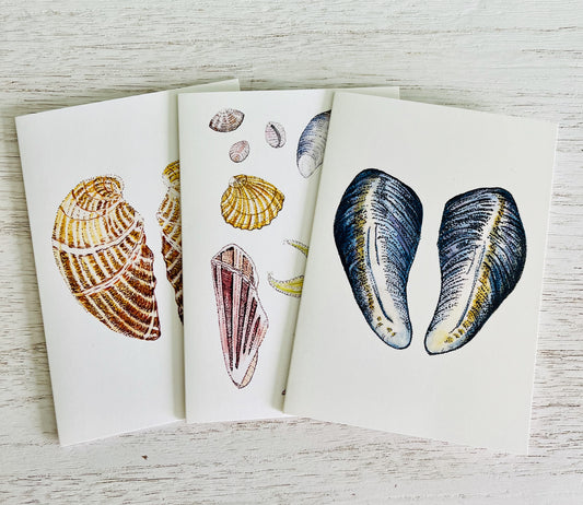 Shells greeting cards set of three.